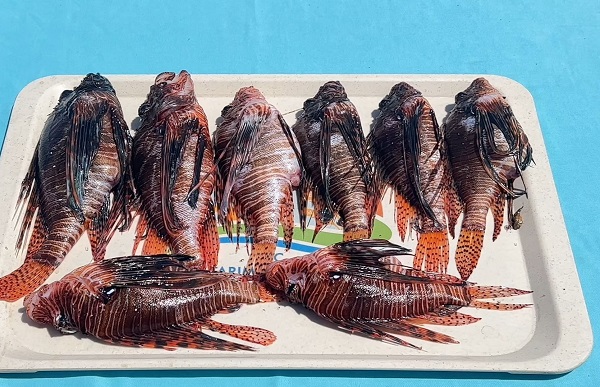 Foto - Balıkçıların korkulu rüyası şeflerin yeni favorisi oldu