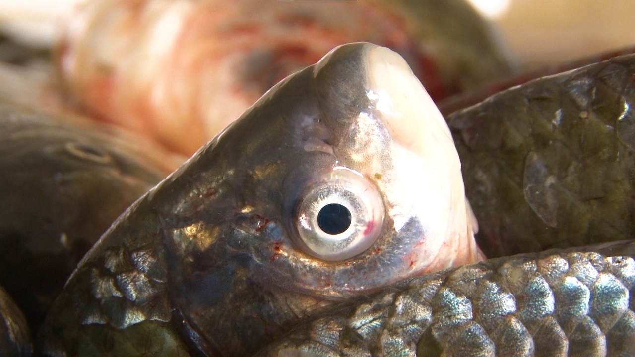 Foto - Balıkçılık üssü haline geldi! Denizi olmayan ilde günde 3 ton balık üretiliyor