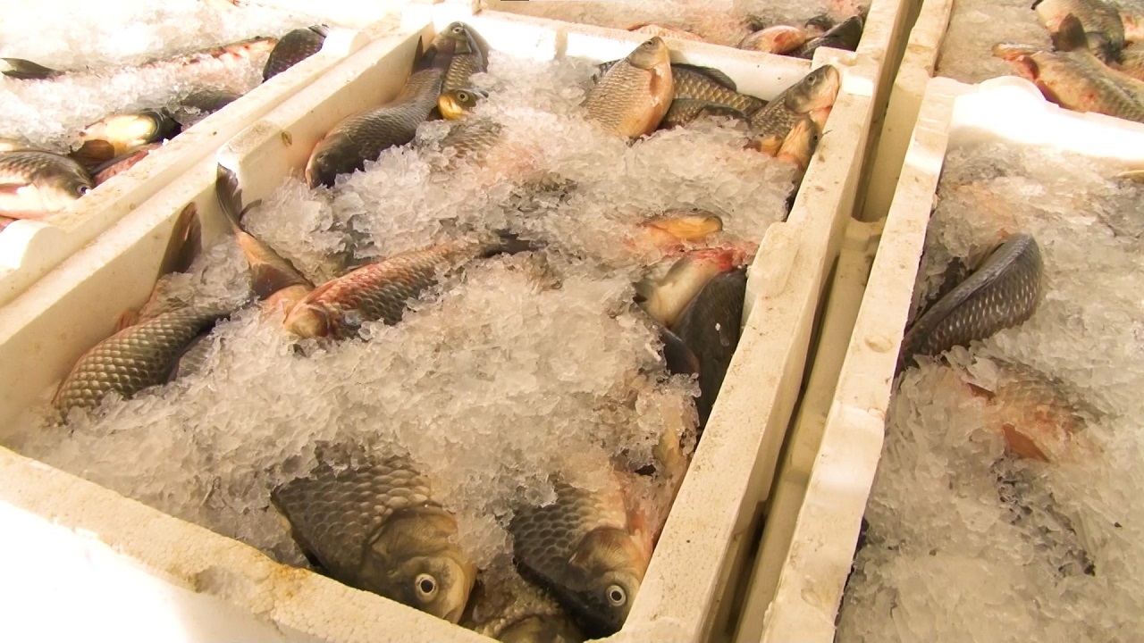 Foto - Balıkçılık üssü haline geldi! Denizi olmayan ilde günde 3 ton balık üretiliyor