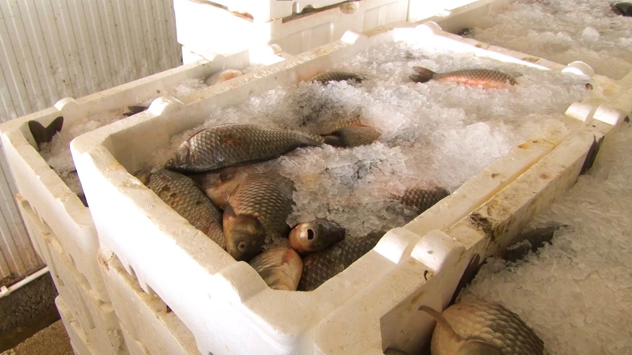 Foto - Balıkçılık üssü haline geldi! Denizi olmayan ilde günde 3 ton balık üretiliyor