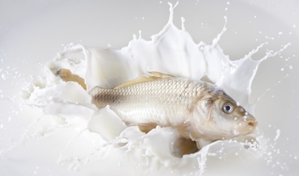 Foto - Balığın yanında süt ürünü tüketilir mi? Yanlış biliyoruz!