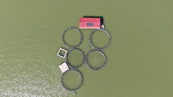 Balıklar kaçtı! Oltasını kapan koştu