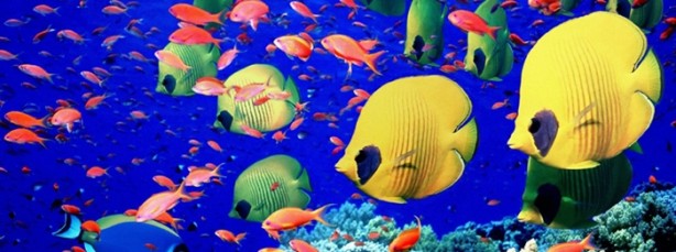 Foto - Balıklar ne kadar hızlı yüzebilir?