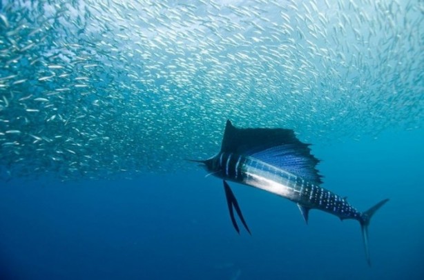 Foto - Balıklar ne kadar hızlı yüzebilir?