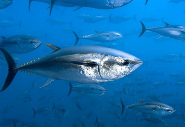 Foto - Balıklar ne kadar hızlı yüzebilir?