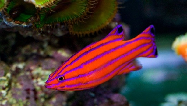 Foto - Balıklar ne kadar hızlı yüzebilir?