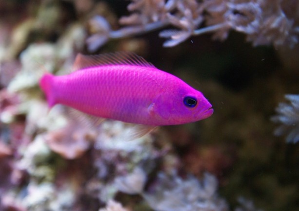 Foto - Balıklar ne kadar hızlı yüzebilir?