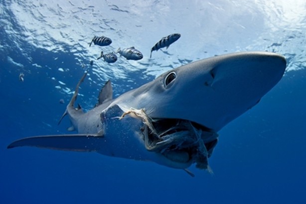 Foto - Balıklar ne kadar hızlı yüzebilir?