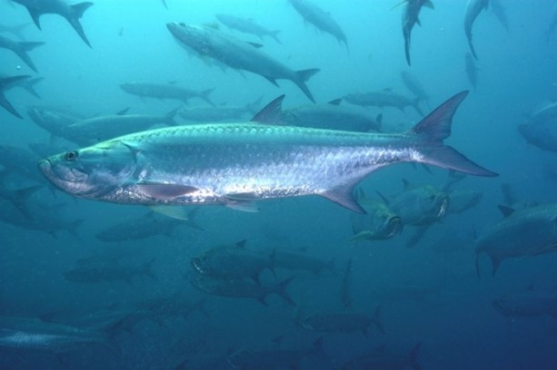 Foto - Balıklar ne kadar hızlı yüzebilir?