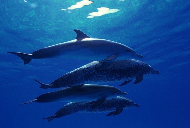 Foto - Balıklar ne kadar hızlı yüzebilir?