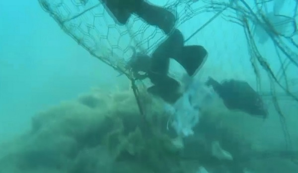 Foto - Balıklar özgürlüklerine böyle kavuştu