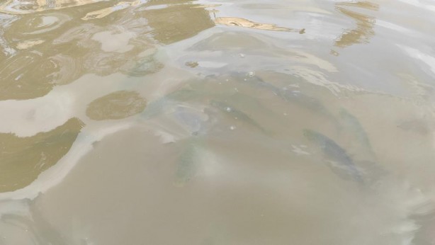 Foto - Balıklıgöl'ün suyu yavaş yavaş berraklaşıyor