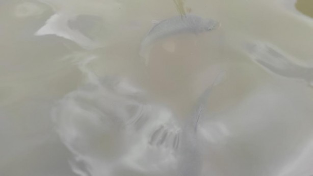 Foto - Balıklıgöl'ün suyu yavaş yavaş berraklaşıyor