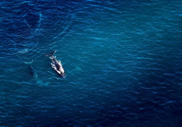Foto - Balinaların özellikleri nelerdir?