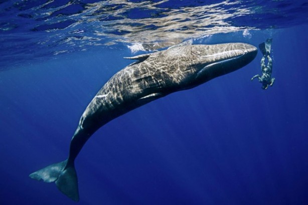 Foto - Balinaların özellikleri nelerdir?