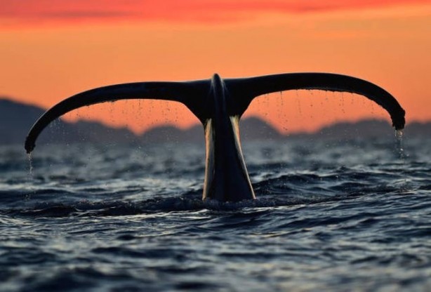 Foto - Balinaların özellikleri nelerdir?