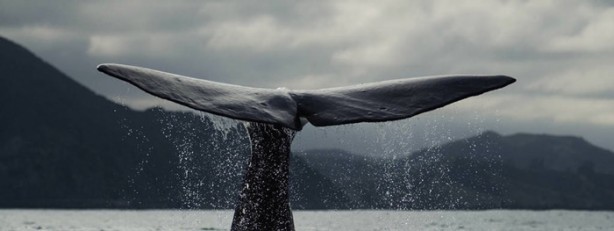 Foto - Balinaların özellikleri nelerdir?