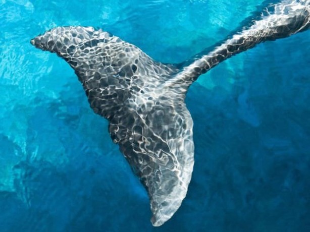 Foto - Balinaların özellikleri nelerdir?