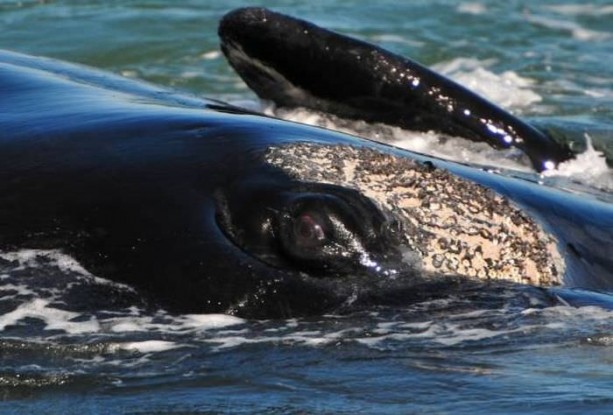 Foto - Balinaların özellikleri nelerdir?