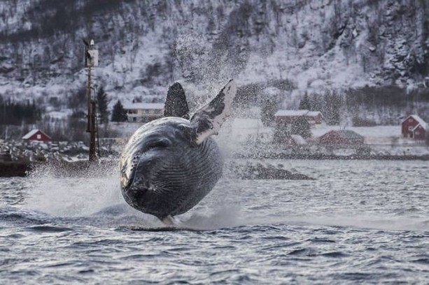 Foto - Balinaların özellikleri nelerdir?
