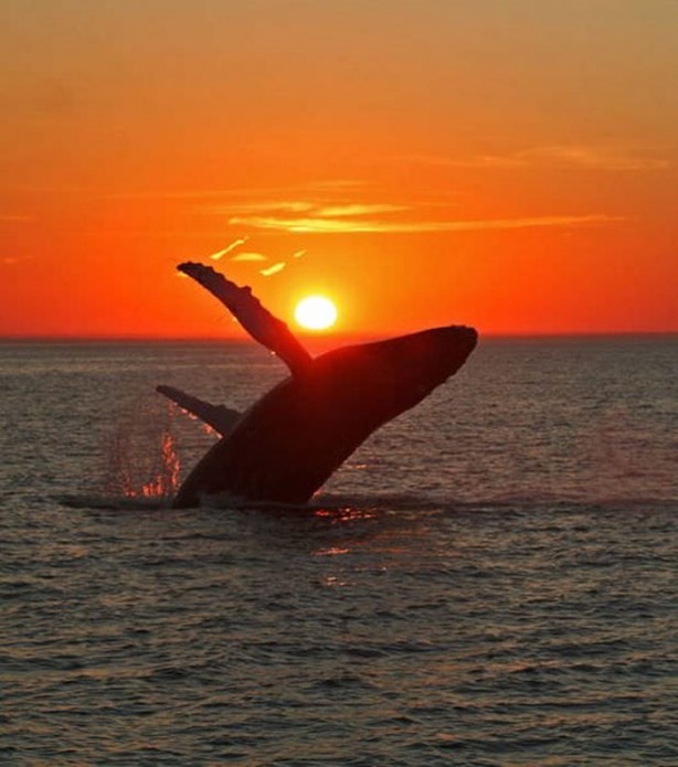 Foto - Balinaların özellikleri nelerdir?