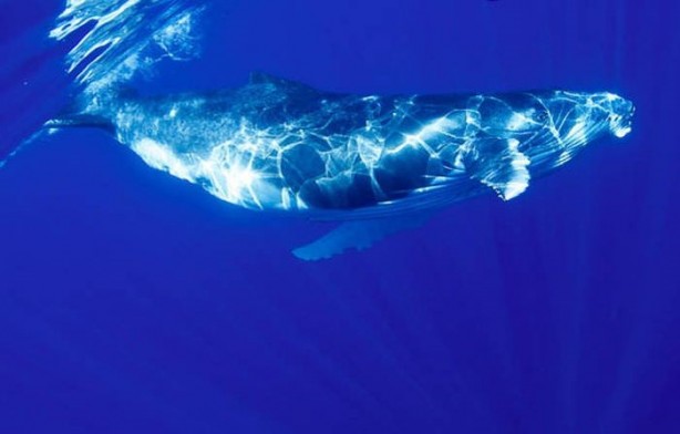 Foto - Balinaların özellikleri nelerdir?