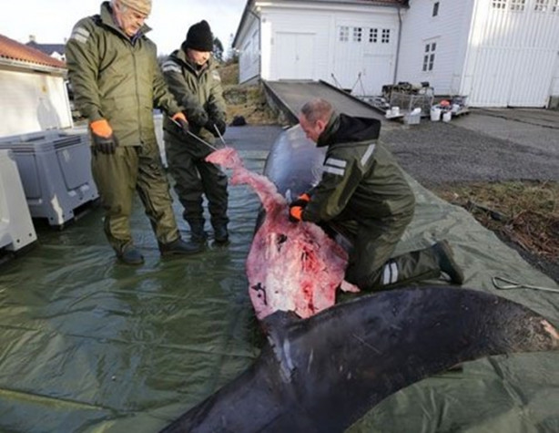 Foto - Balinanın midesinden çıkanlar hayrete düşürdü!