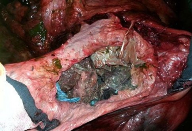 Foto - Balinanın midesinden çıkanlar hayrete düşürdü!