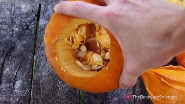 Foto - Balkabağına erimiş alüminyum döktüler!