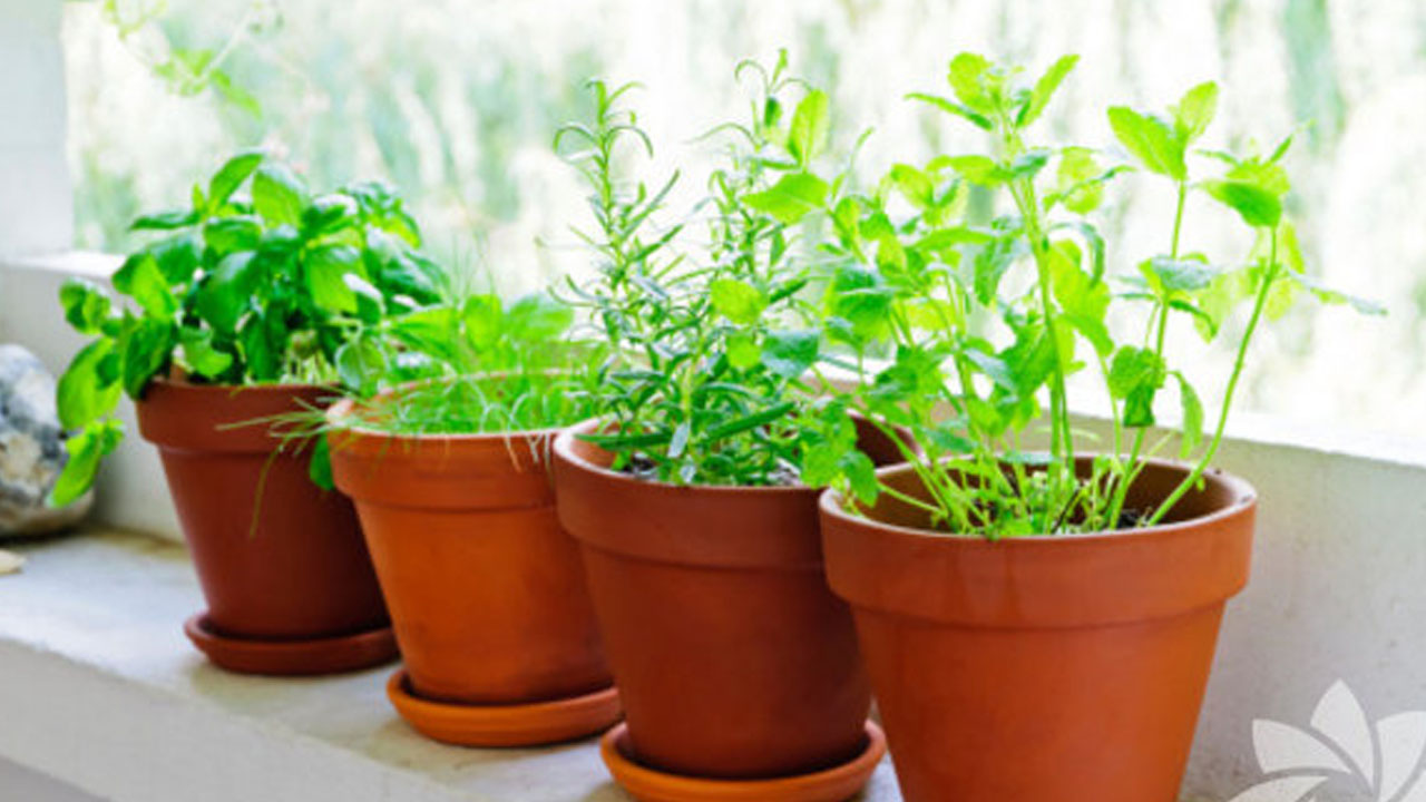 Bu bitkileri herkes evinde yetiştiriyor!