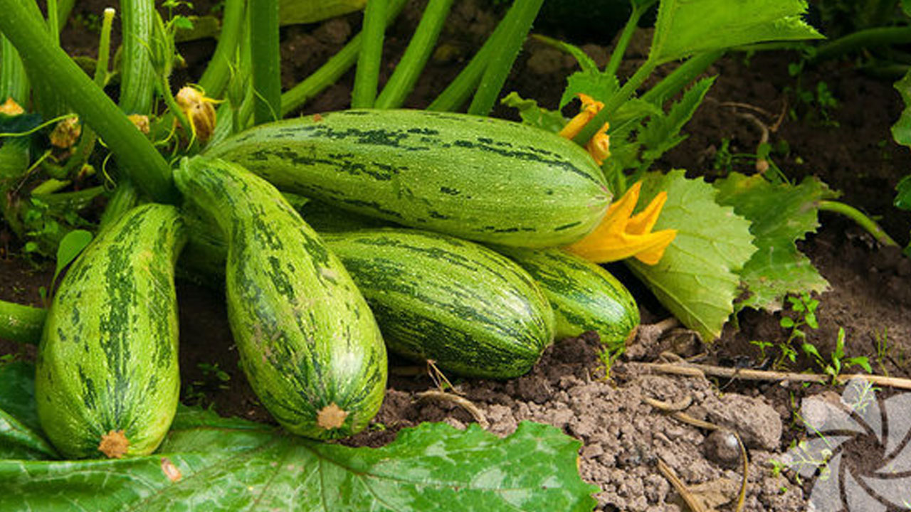 Foto - Bu bitkileri herkes evinde yetiştiriyor!