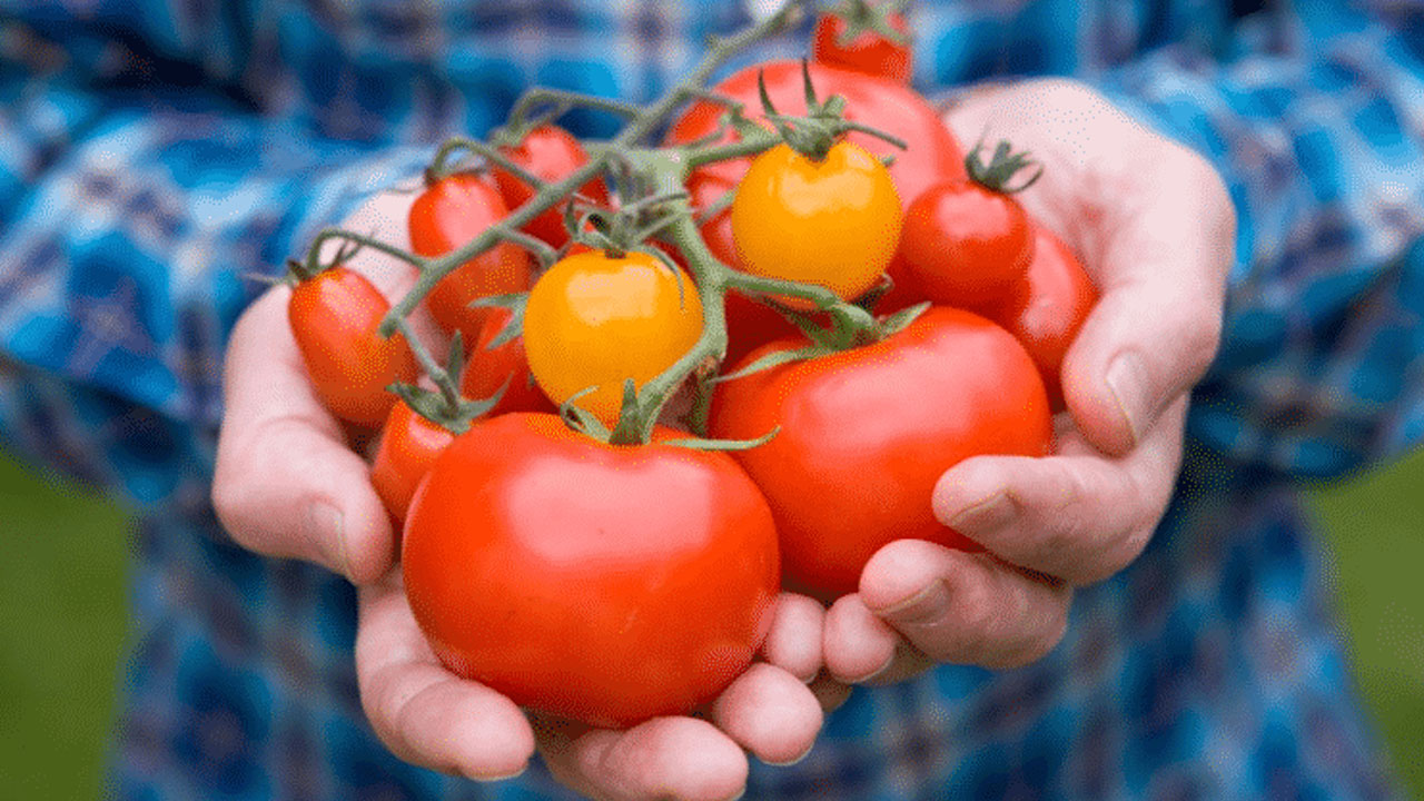 Foto - Bu bitkileri herkes evinde yetiştiriyor!