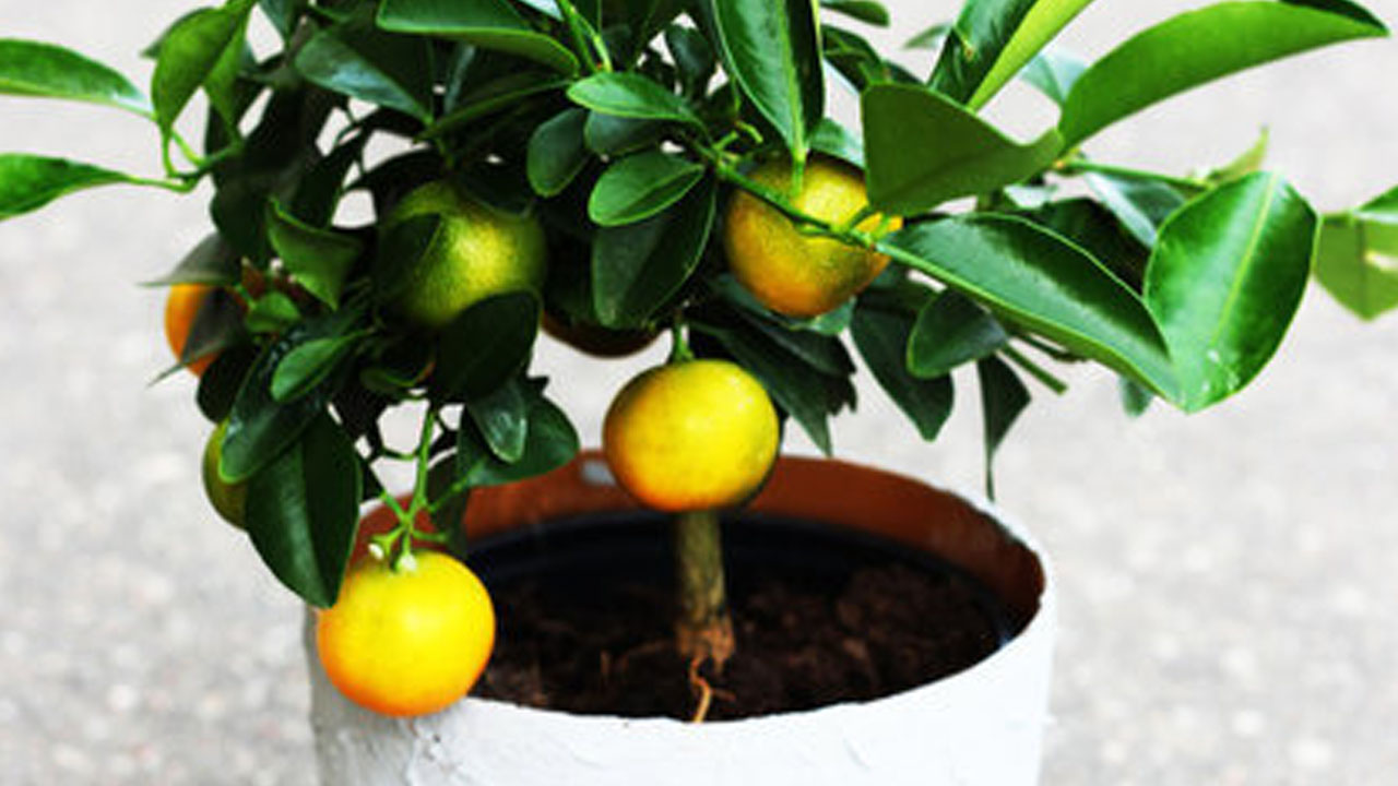 Foto - Bu bitkileri herkes evinde yetiştiriyor!