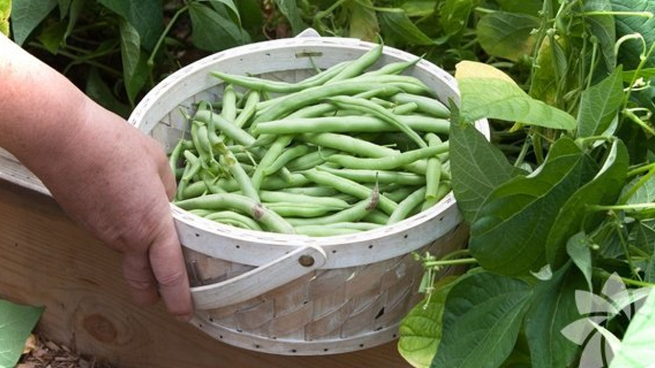 Foto - Bu bitkileri herkes evinde yetiştiriyor!