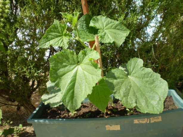 Foto - Balkonunuzda meyve ve sebze yetiştirebilirsiniz! İşte püf noktalar...