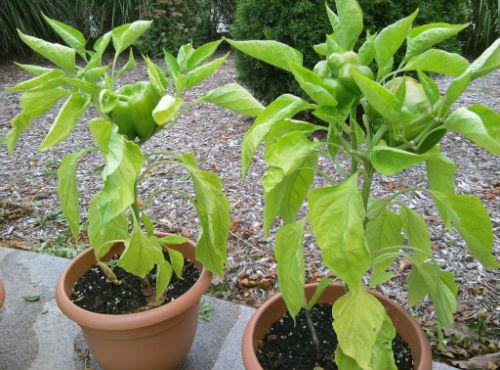 Foto - Balkonunuzda meyve ve sebze yetiştirebilirsiniz! İşte püf noktalar...