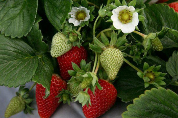 Foto - Balkonunuzda meyve ve sebze yetiştirebilirsiniz! İşte püf noktalar...