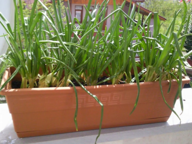 Foto - Balkonunuzda meyve ve sebze yetiştirebilirsiniz! İşte püf noktalar...