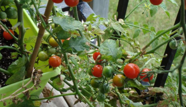 Foto - Balkonunuzda meyve ve sebze yetiştirebilirsiniz! İşte püf noktalar...