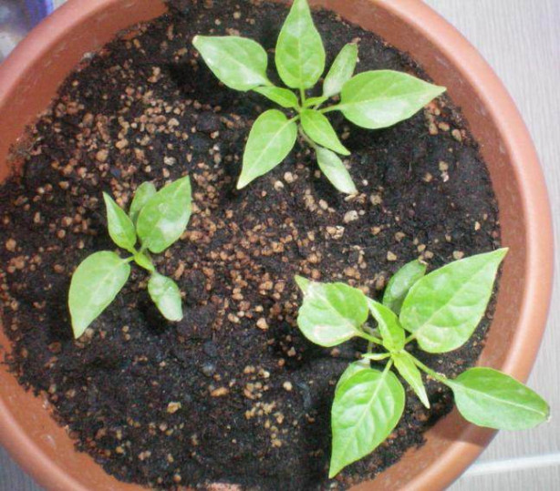 Foto - Balkonunuzda meyve ve sebze yetiştirebilirsiniz! İşte püf noktalar...