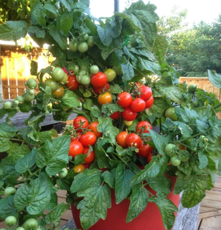 Foto - Balkonunuzda meyve ve sebze yetiştirebilirsiniz! İşte püf noktalar...
