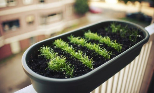 Foto - Balkonunuzda meyve ve sebze yetiştirebilirsiniz! İşte püf noktalar...