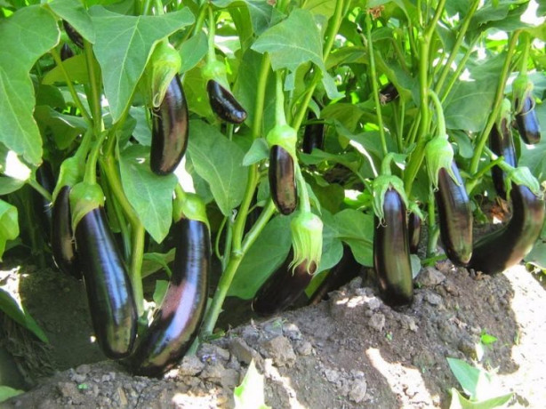 Foto - Balkonunuzda meyve ve sebze yetiştirebilirsiniz! İşte püf noktalar...