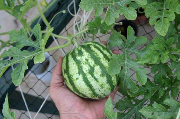 Foto - Balkonunuzda meyve ve sebze yetiştirebilirsiniz! İşte püf noktalar...