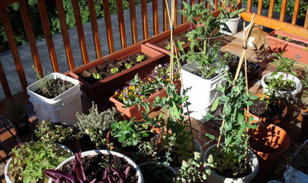 Foto - Balkonunuzda meyve ve sebze yetiştirebilirsiniz! İşte püf noktalar...