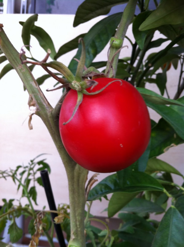 Foto - Balkonunuzda meyve ve sebze yetiştirebilirsiniz! İşte püf noktalar...