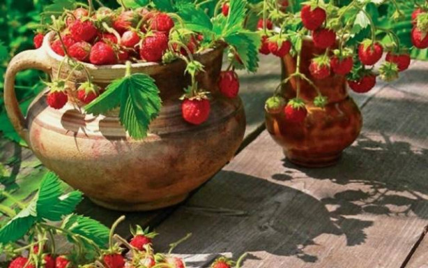 Foto - Balkonunuzda meyve ve sebze yetiştirebilirsiniz! İşte püf noktalar...