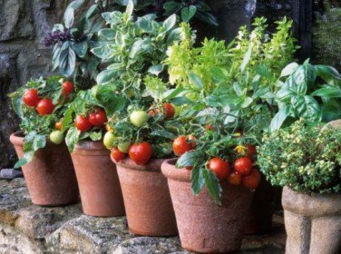 Foto - Balkonunuzda meyve ve sebze yetiştirebilirsiniz! İşte püf noktalar...