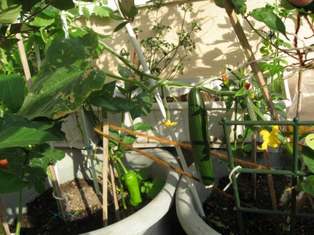 Foto - Balkonunuzda meyve ve sebze yetiştirebilirsiniz! İşte püf noktalar...