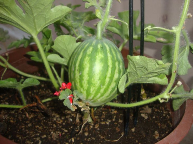 Foto - Balkonunuzda meyve ve sebze yetiştirebilirsiniz! İşte püf noktalar...